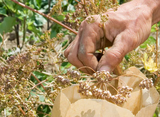 Comment récolter ses propres graines : Un guide pour jardiniers passionnés