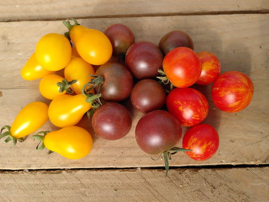 Tous nos secrets pour réussir vos tomates !