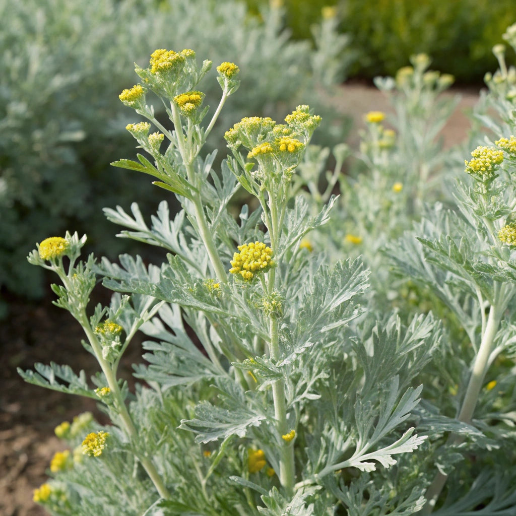 Plant Absinthe (compagne)
