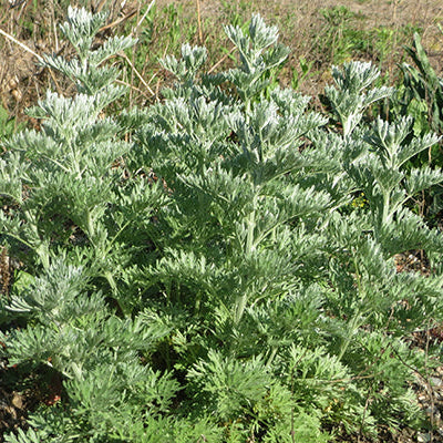 Plant Absinthe (compagne)