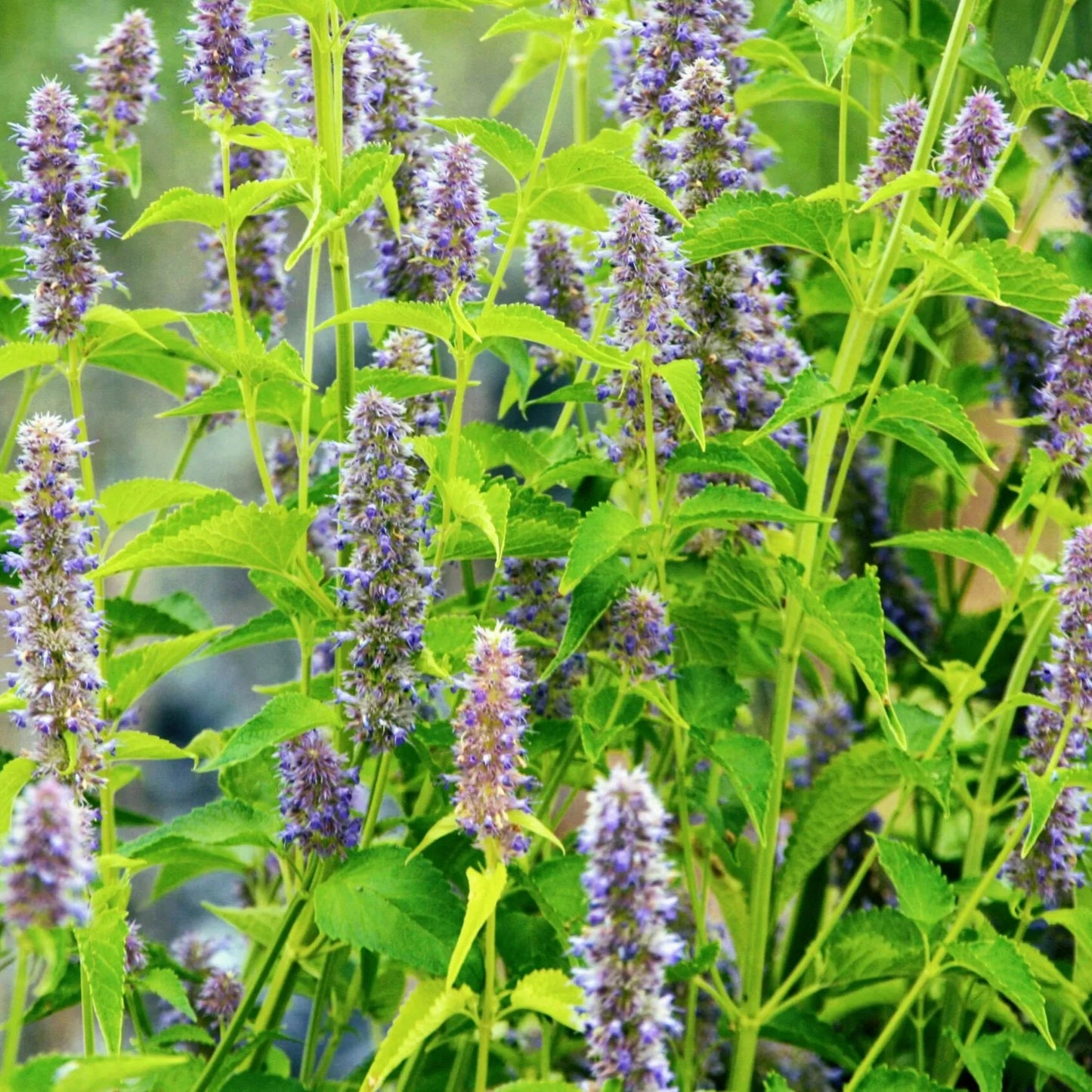 Graines Agastache Anisée