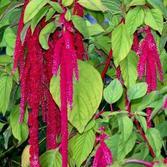 Plant Amarante Queue de Renard