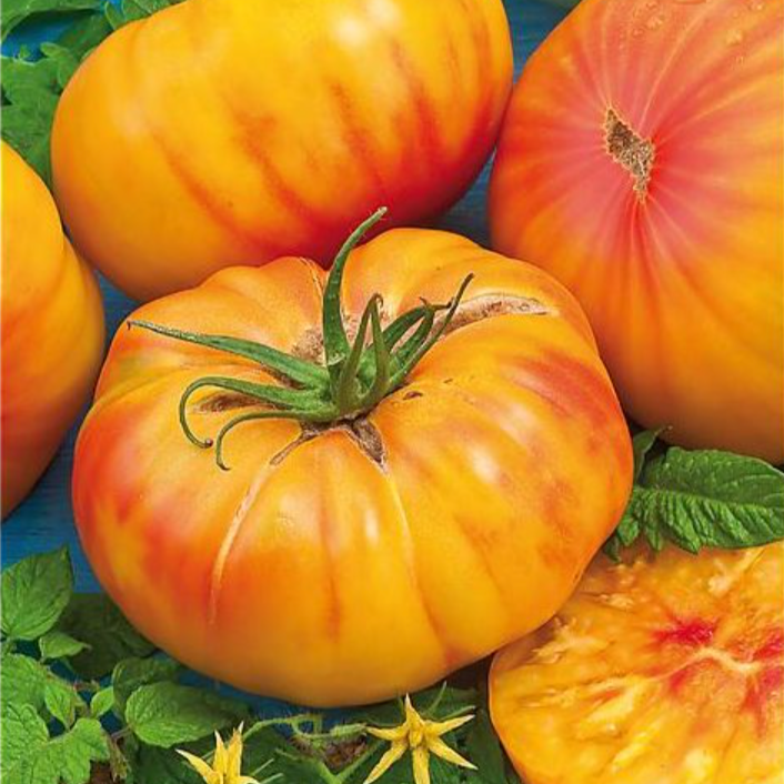 Graines de tomate Ananas