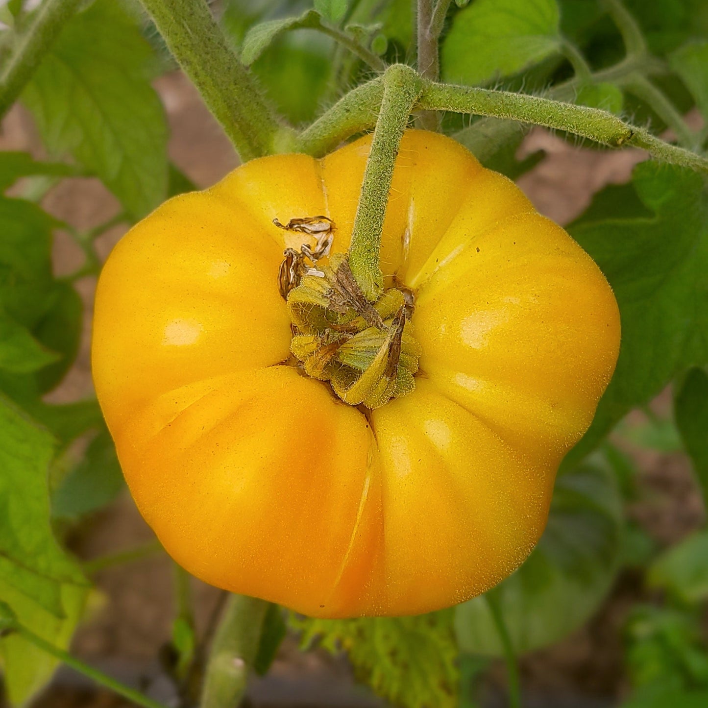 Graines de tomate Ananas