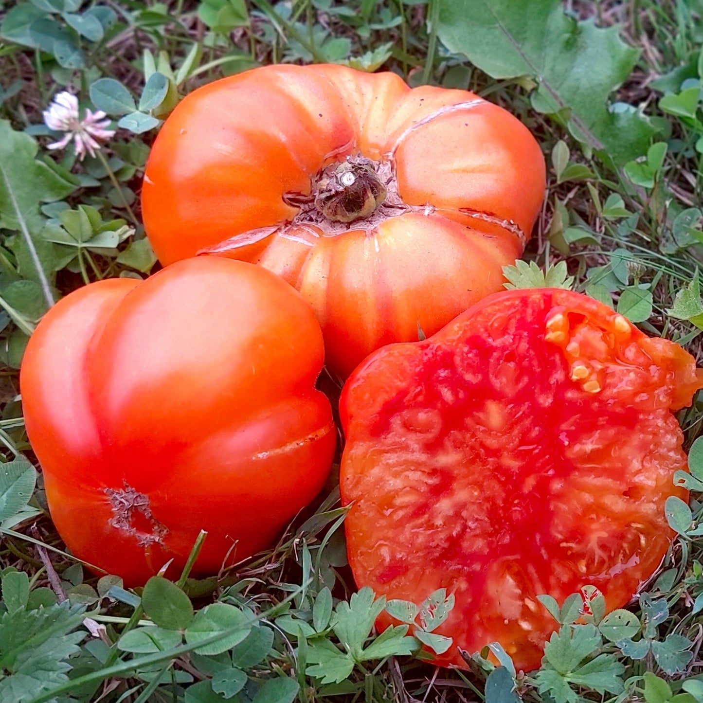 Graines de tomate Ananas