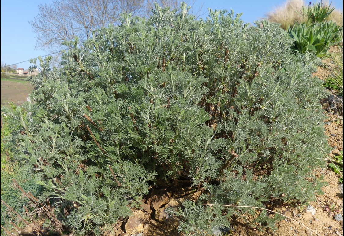 Plant Armoise Camphrée