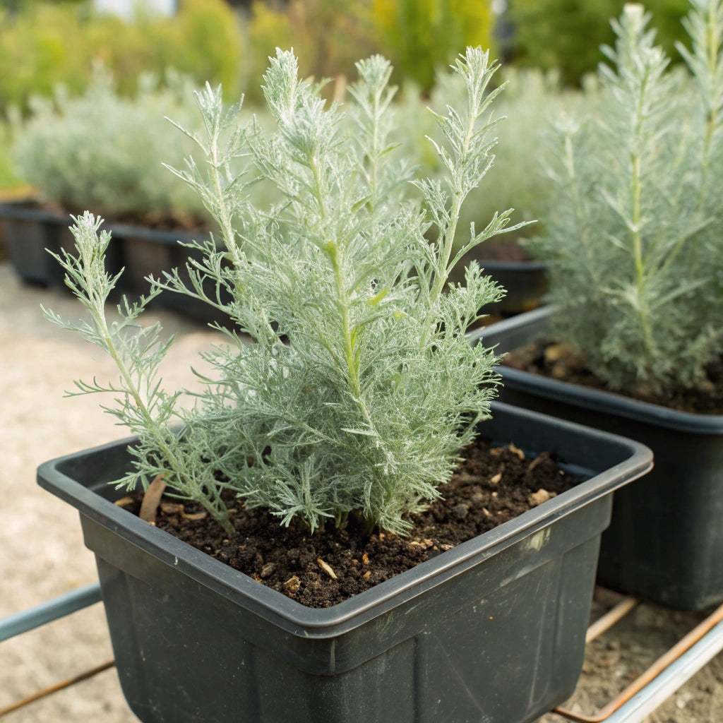 Plant Armoise Camphrée