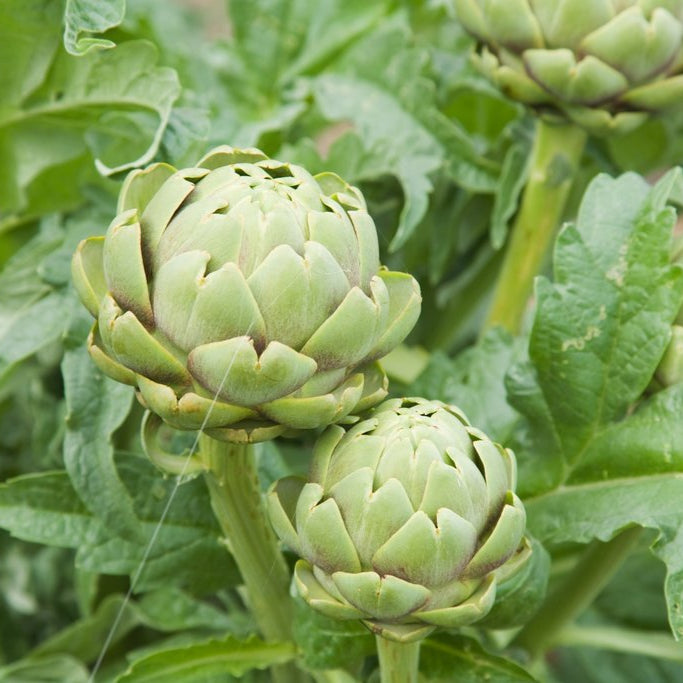 Plant Artichaut Impérial Star