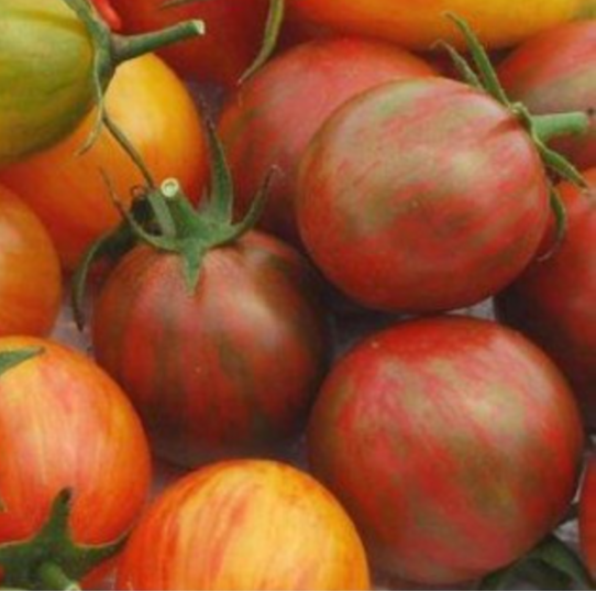 Graines de tomate cerise Artisan Ronde