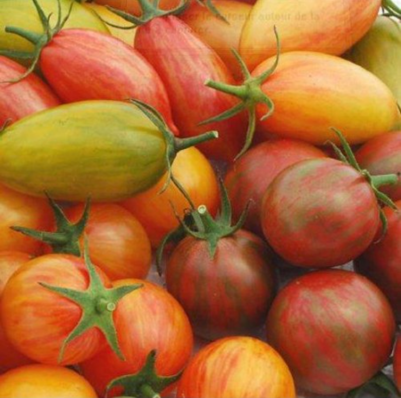 Graines de tomate cerise Artisan Olive