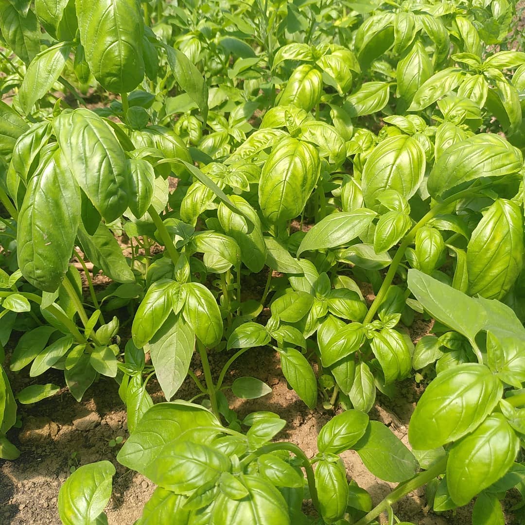 Graines de Basilic Grand Vert