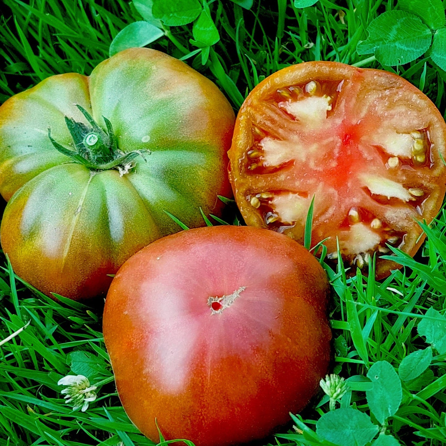 Graines de tomate Black from Tula (NOUVEAUTÉ 2025)
