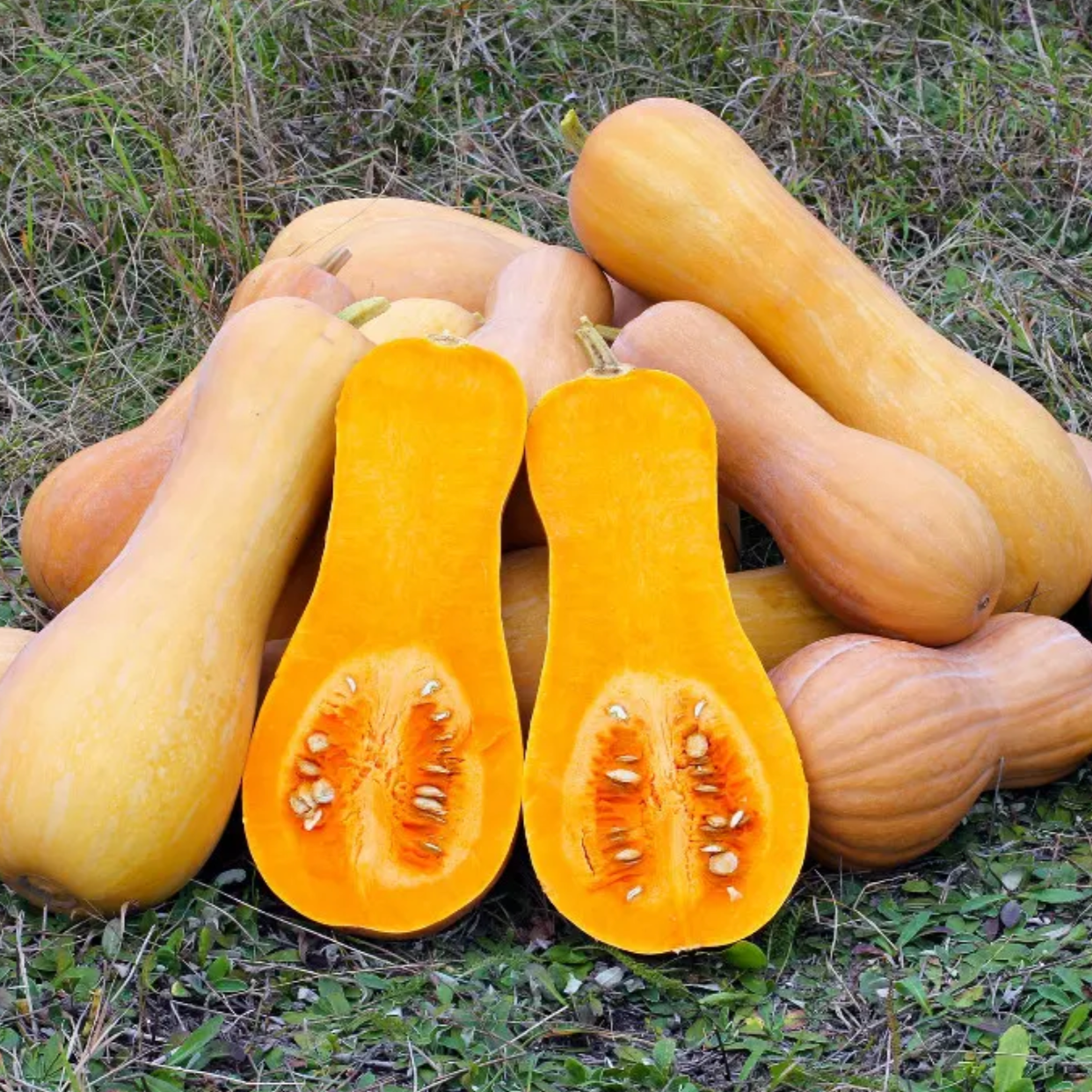 Graines de courge Butternut