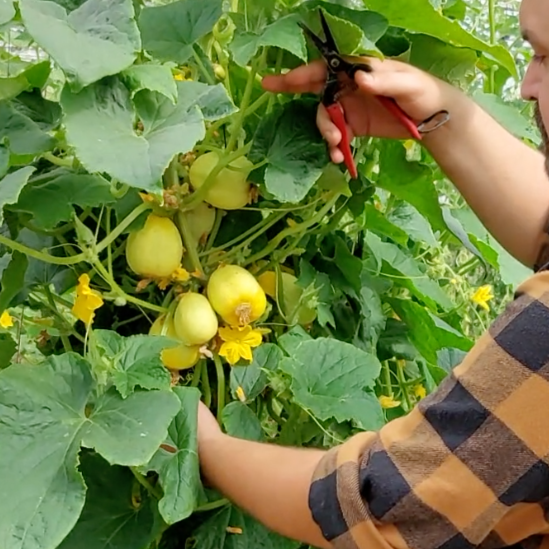 Graines de concombre Lemon (NOUVEAUTÉ 2025)