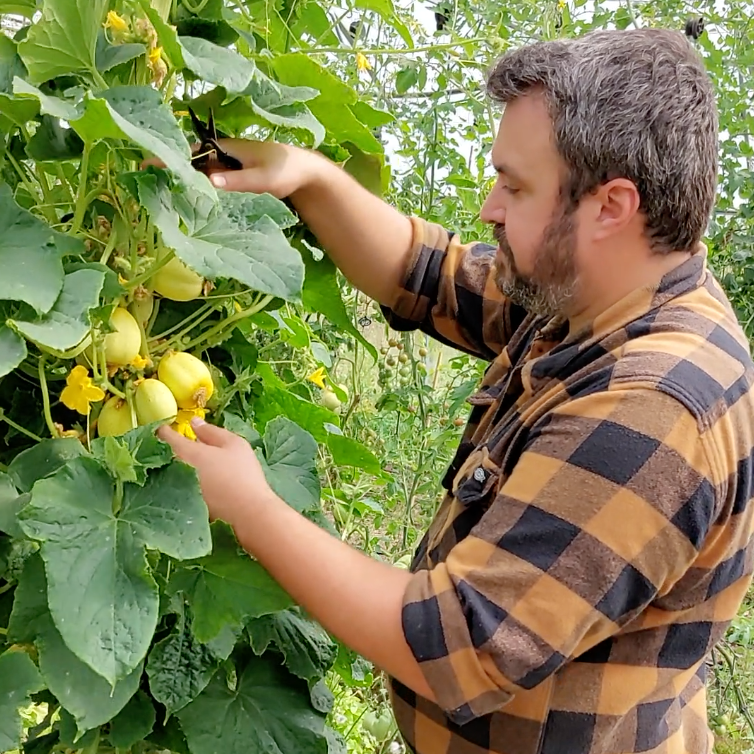 Graines de concombre Lemon (NOUVEAUTÉ 2025)