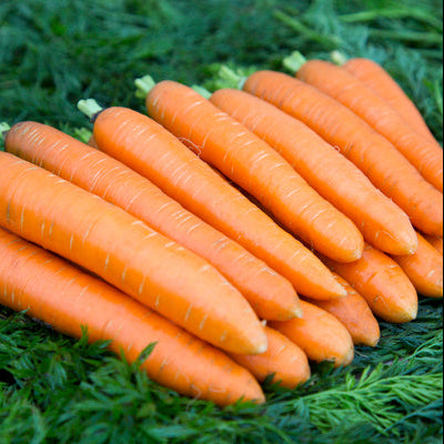Graines de carotte Dolciva