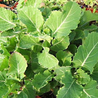 Plant de Chou Daubenton (Perpétuel)