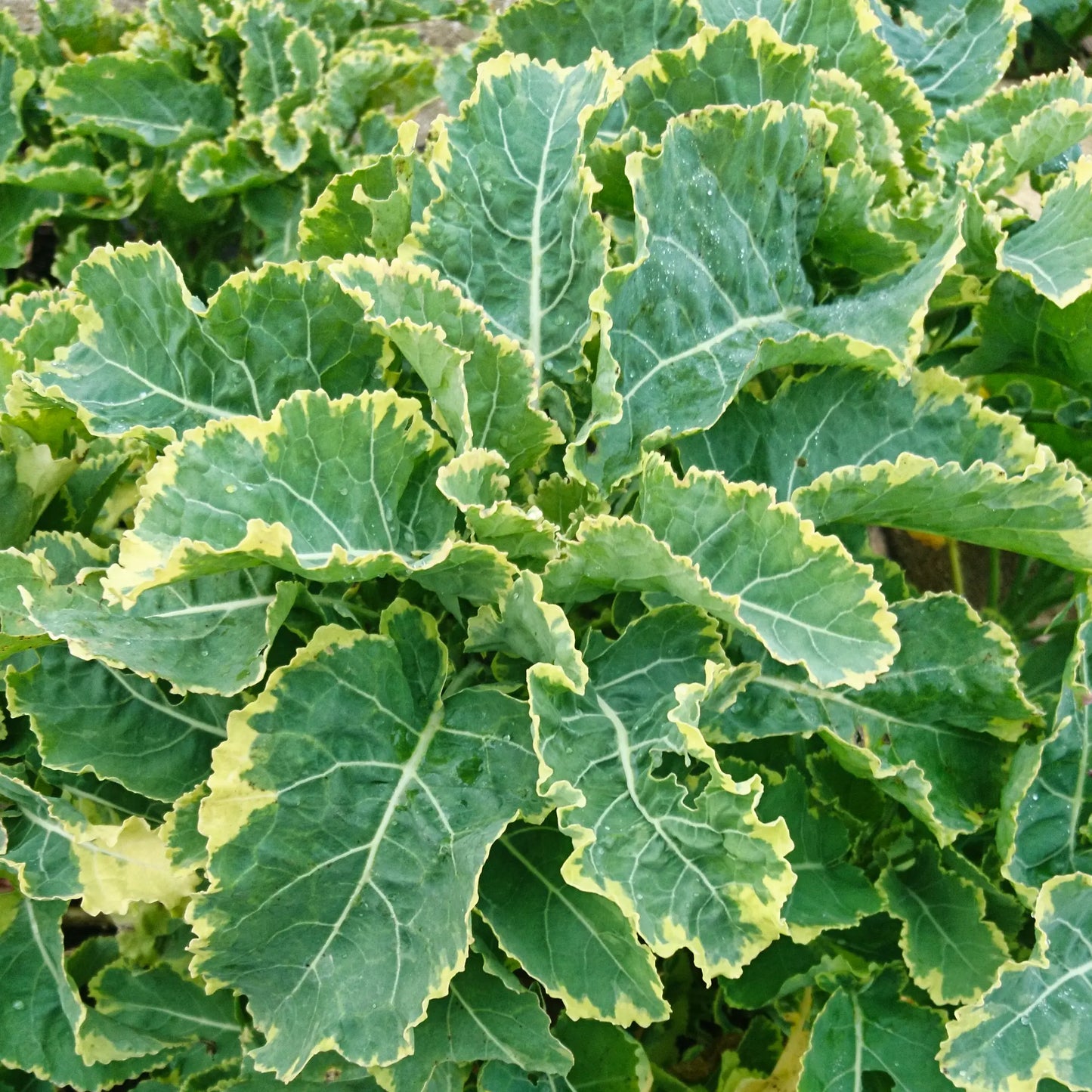Plant de Chou Daubenton (Perpétuel)