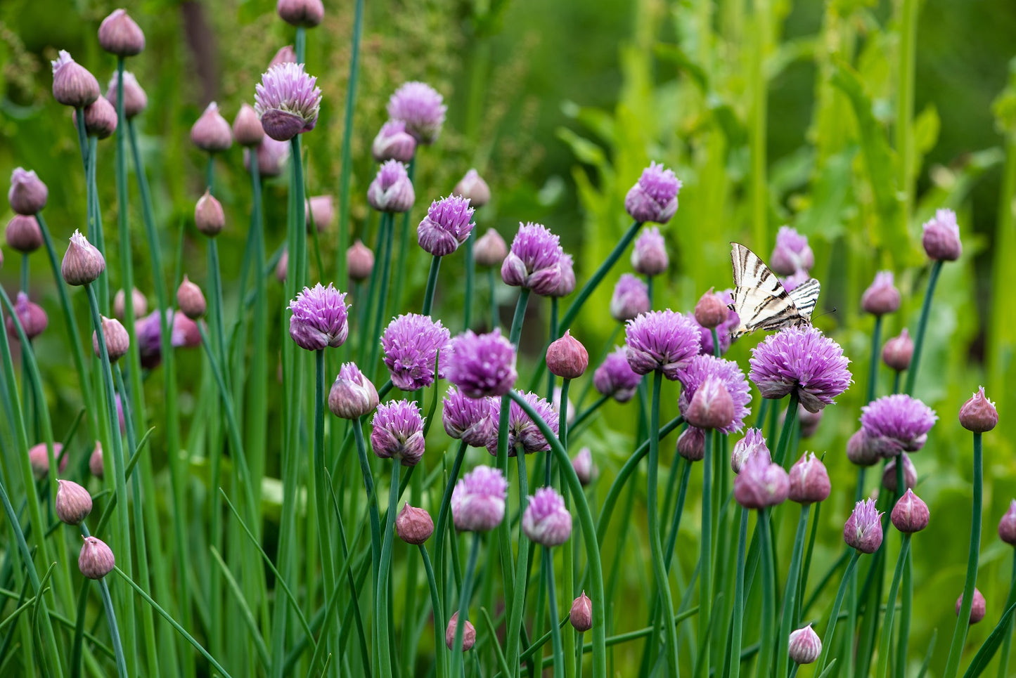 Plant de Ciboulette