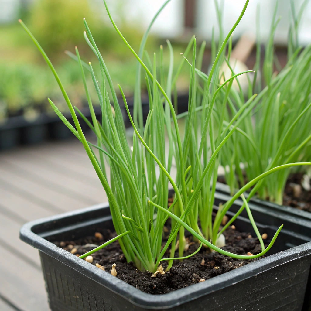 Plant de Ciboulette