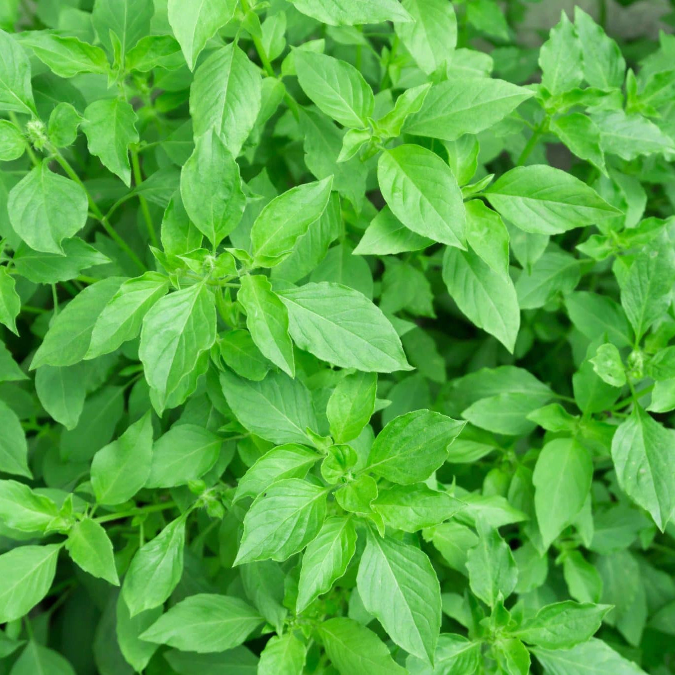 Plant de Basilic Citron
