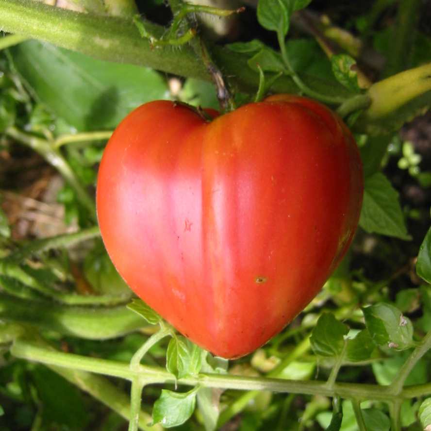 6 Plants de tomates : Pack couleur