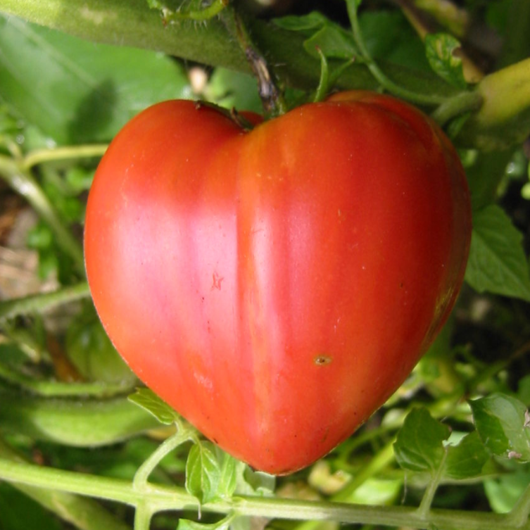 Graines de tomate Coeur de Boeuf