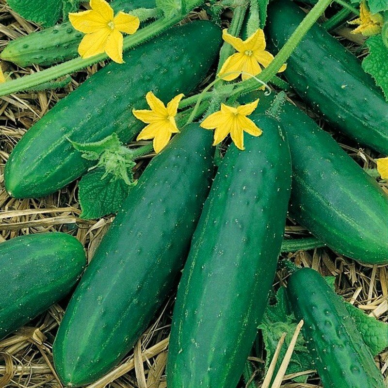 Graine de Concombre Le Généreux