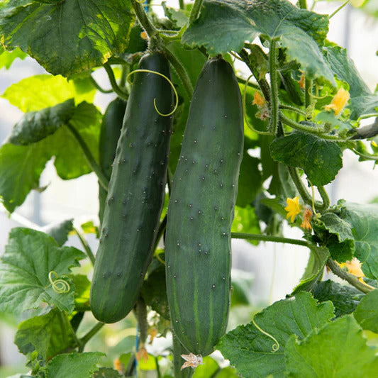 3 Plants : Concombres