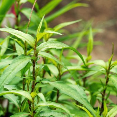 Plant de Coriandre Vietnamienne