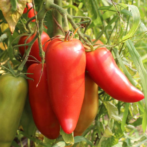 6 Plants de tomates : Pack couleur