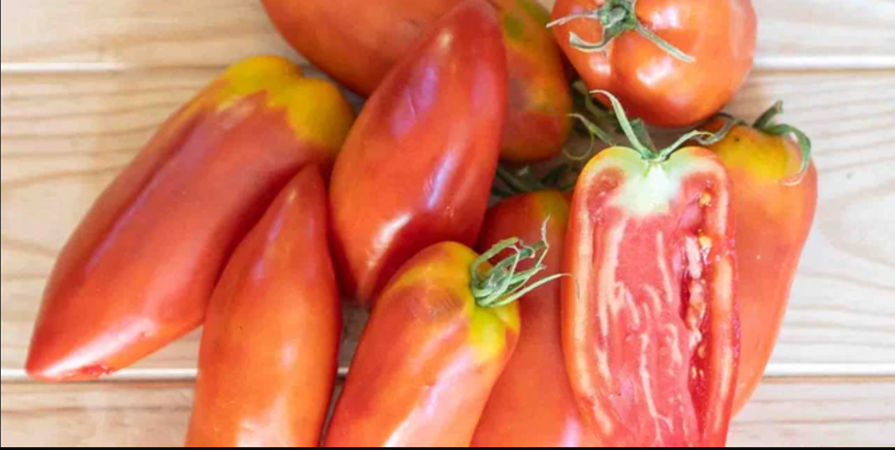 6 Plants de tomates : Pack couleur