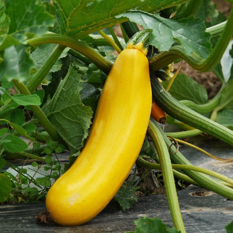 Graines de Courgette Jaune Rheinau Gold