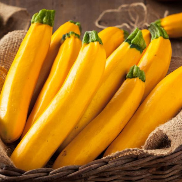 Courgettes pour extérieur - 3 plants