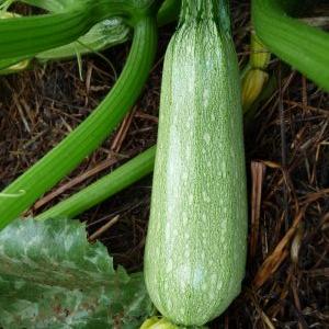 Graine de Courgette Grise d'Alger