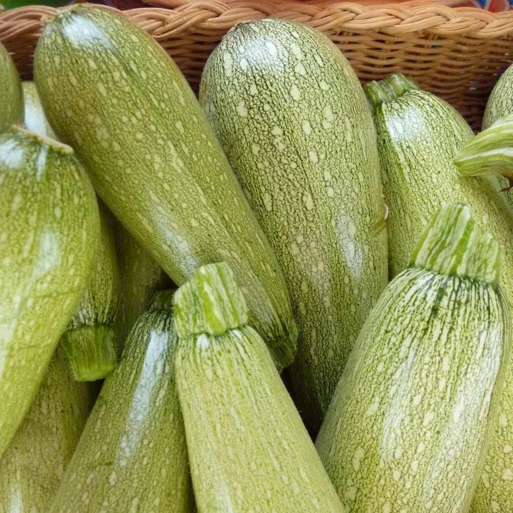 Graine de Courgette Grise d'Alger