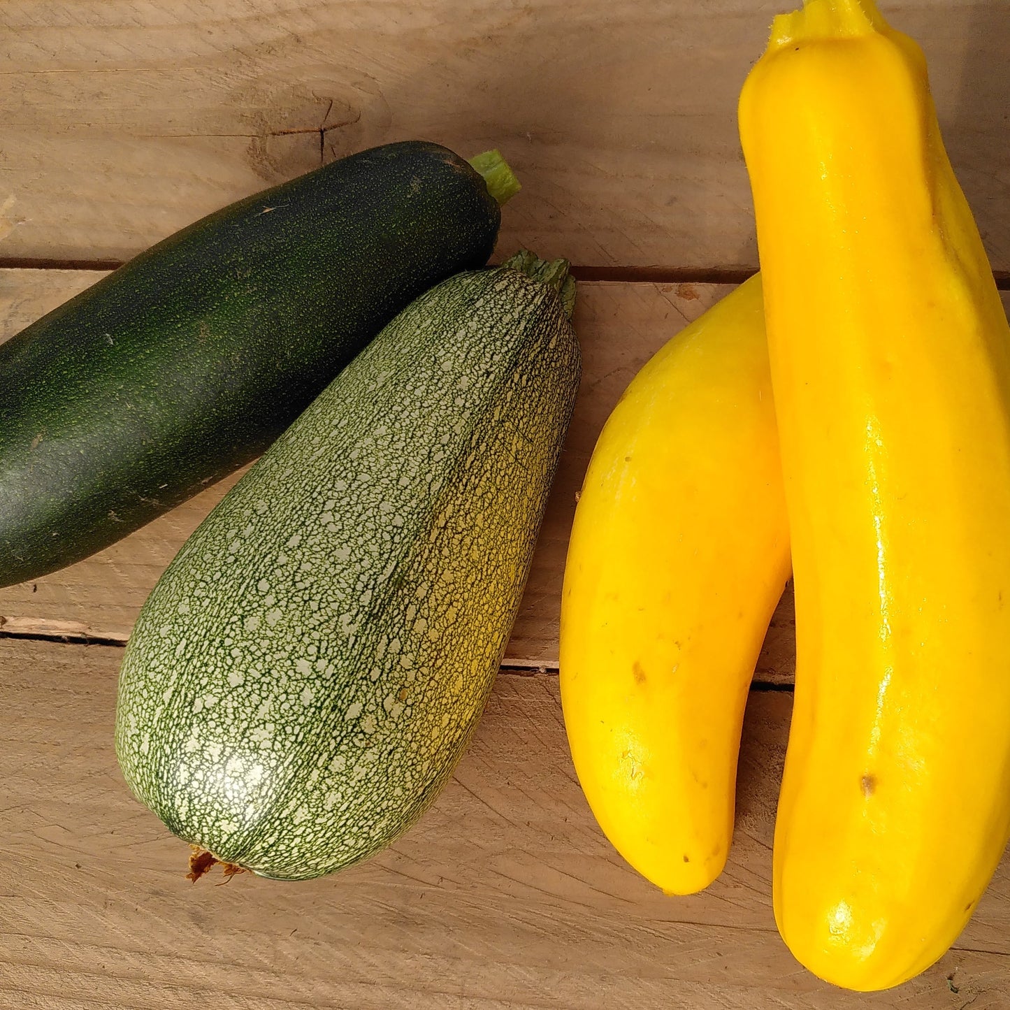 3 Plants : Courgettes pour extérieur