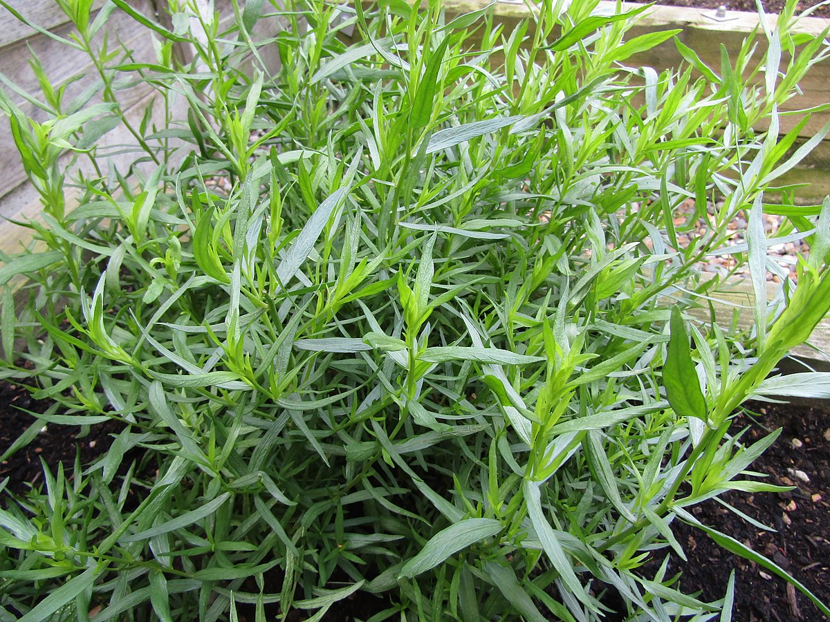 Plant Estragon Français