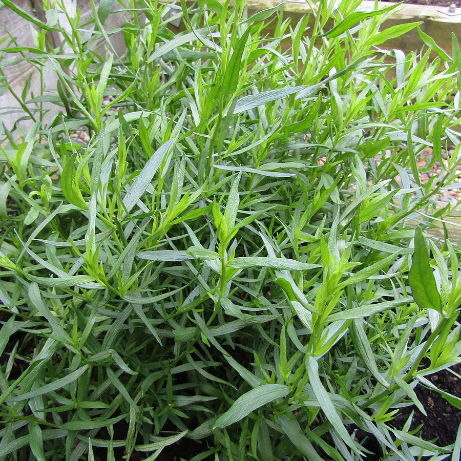 Plant Estragon Français