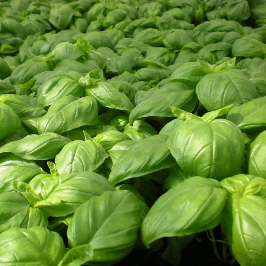 Plant de Basilic Grand Vert