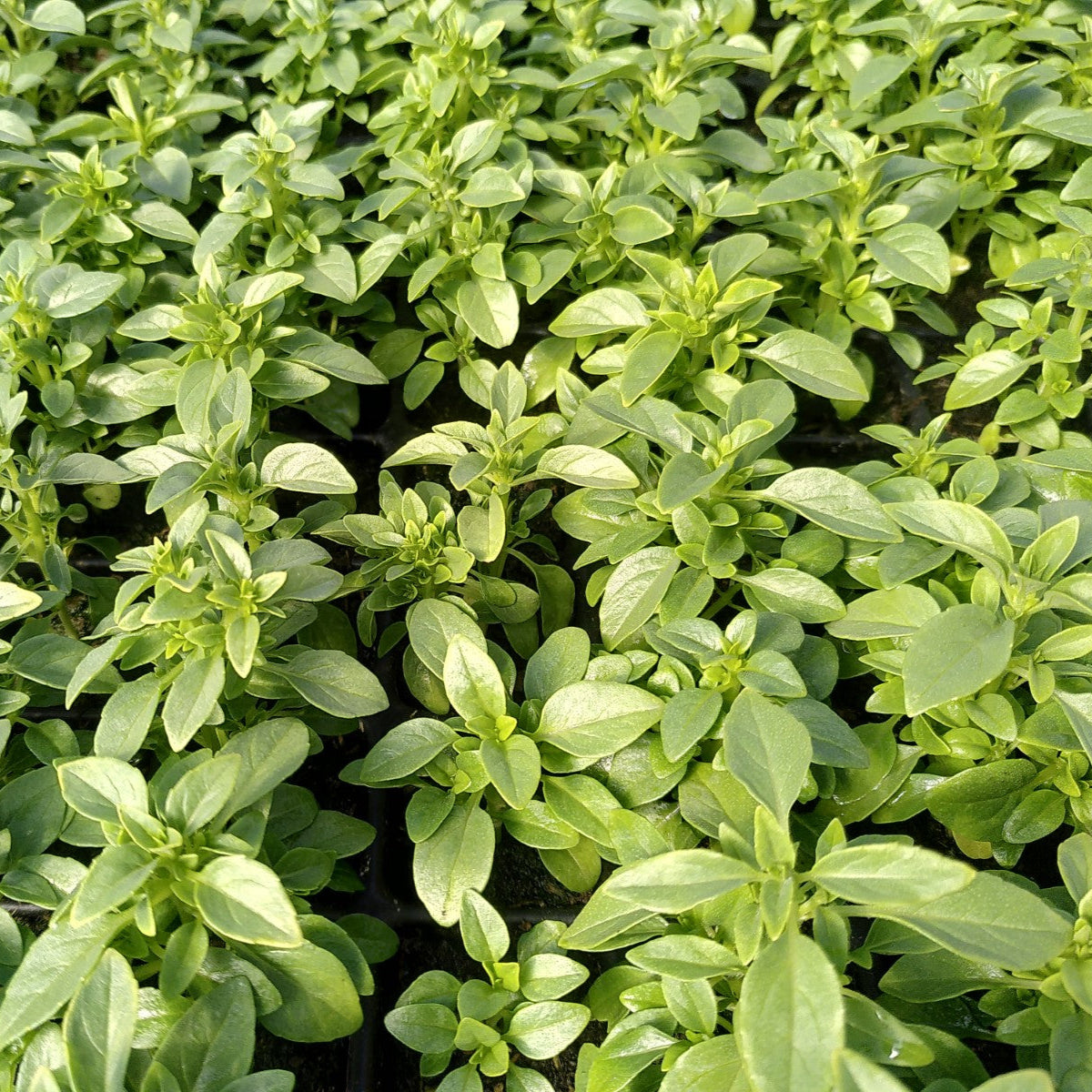 Plant de Basilic Grec