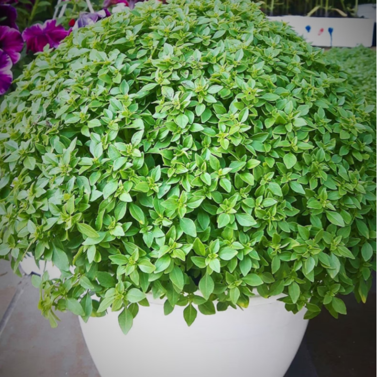 Plant de Basilic Grec