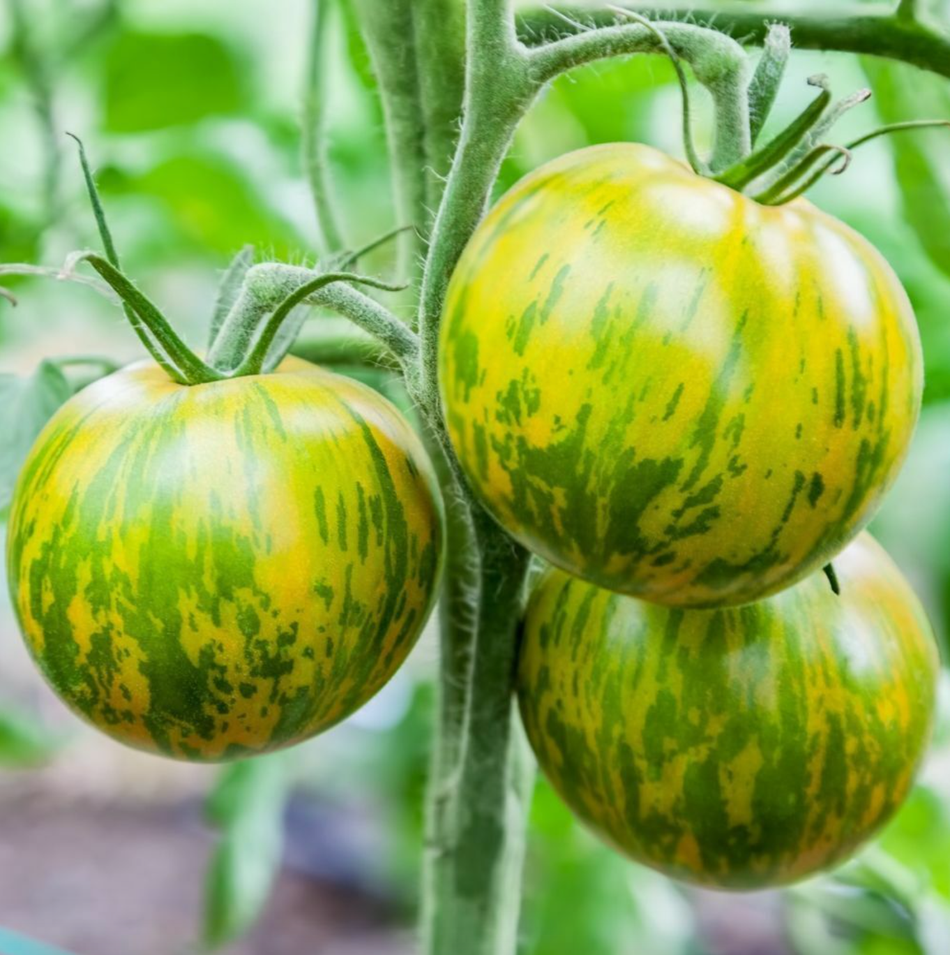 6 Plants de tomates : Pack couleur