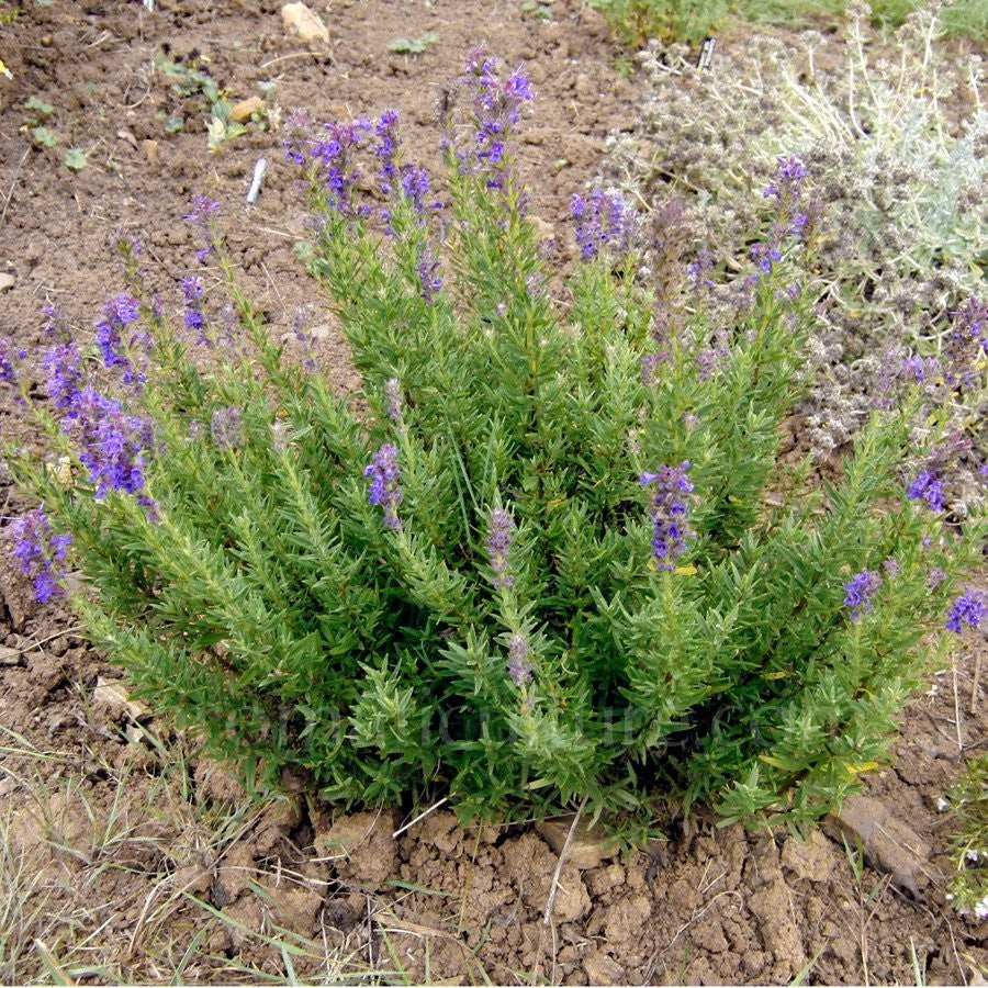Plant Hysope