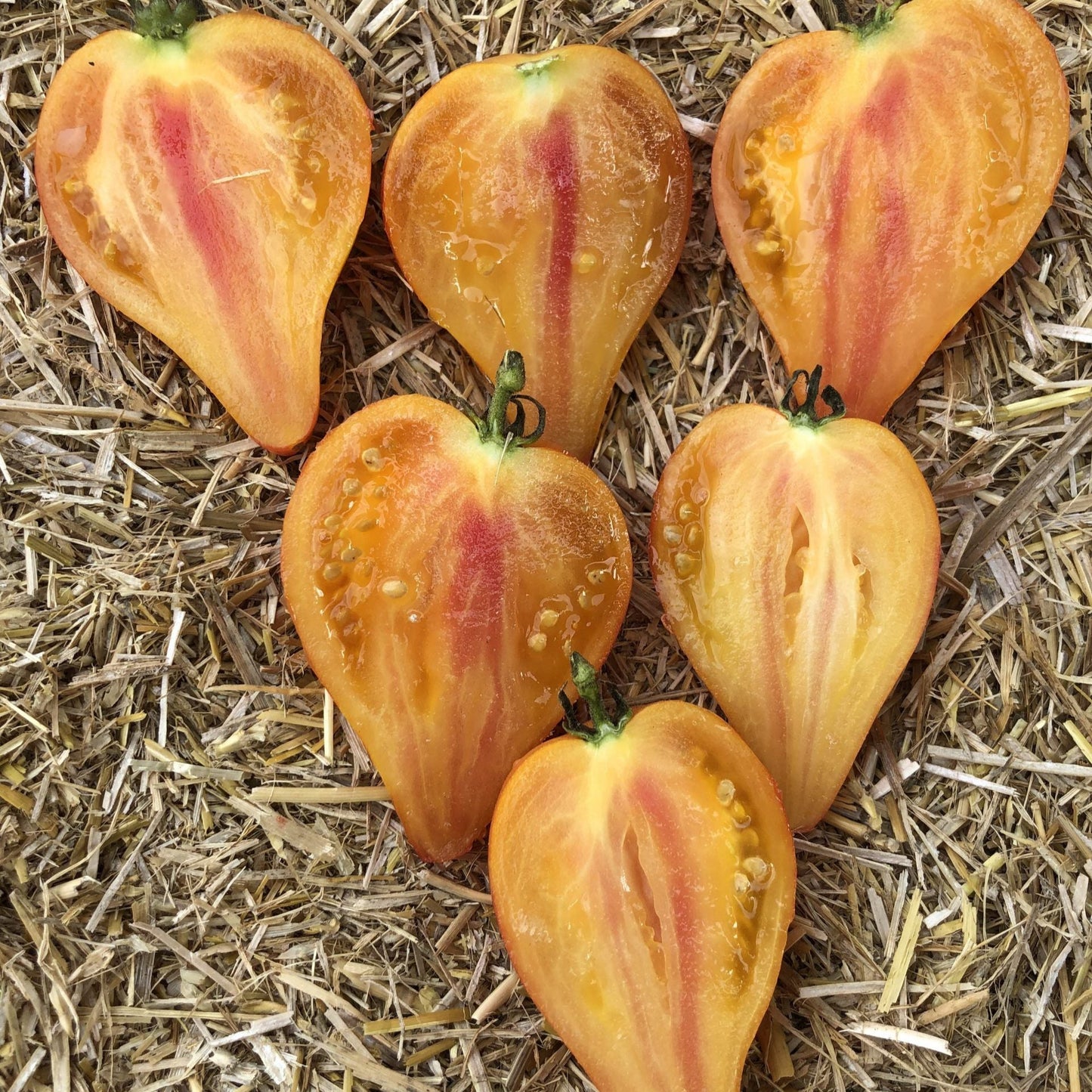 Graines de tomate Isoler Bicolor