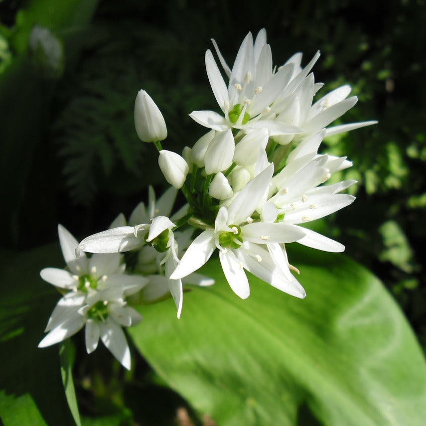 Plant Ail des Ours