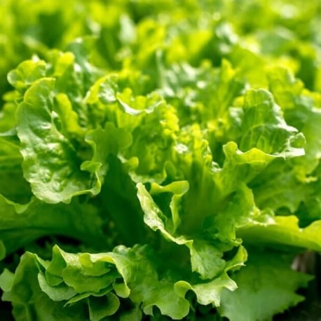 Graines de Laitue Feuille de chêne blonde