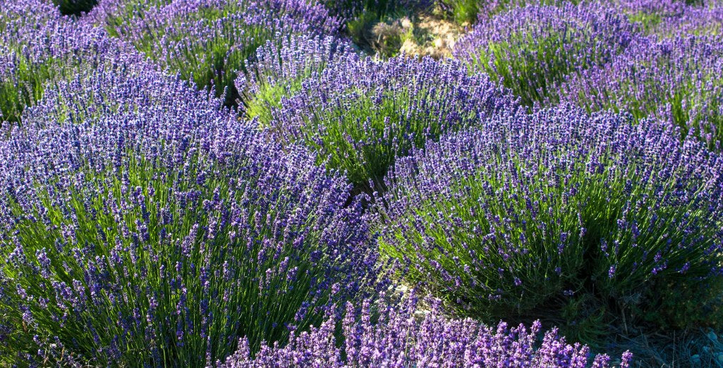 Plant de Lavande