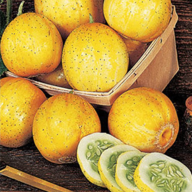 Graines de concombre Lemon (NOUVEAUTÉ 2025)