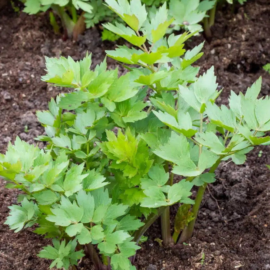 Plant de Livèche (Celeri perpetuel)